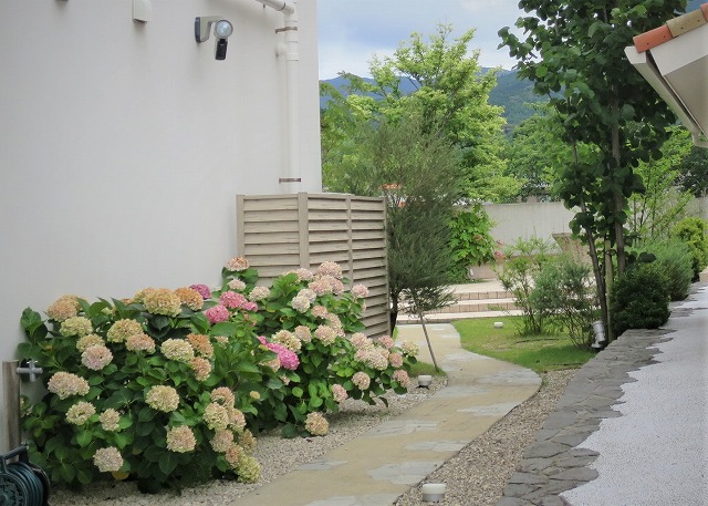 ヤマボウシ　アジサイ他　庭 梅雨の庭、アジサイ、常緑ヤマボウシ | pave-page garden design blog