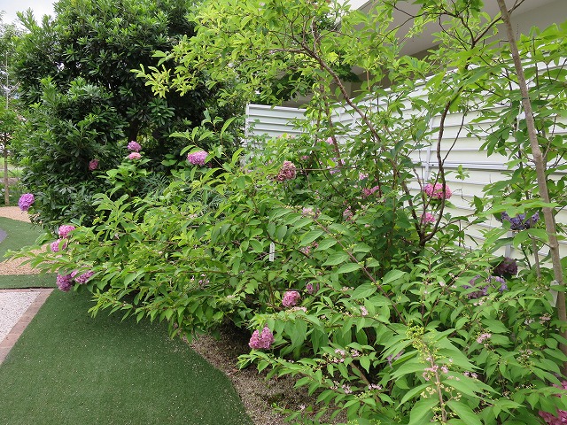 梅雨の庭、アジサイ、常緑ヤマボウシ | pave-page garden design blog
