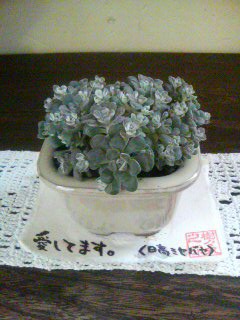 20110316115130.jpg
