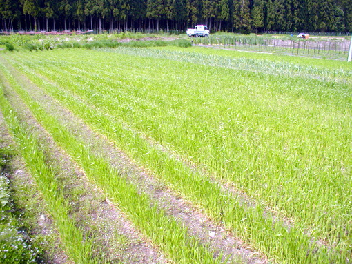 小麦6月1日