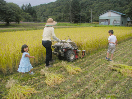 2012稲刈り8