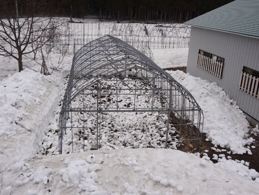 ハウス除雪1