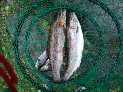 釣果