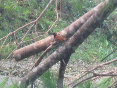 ホントウアカヒゲ雄