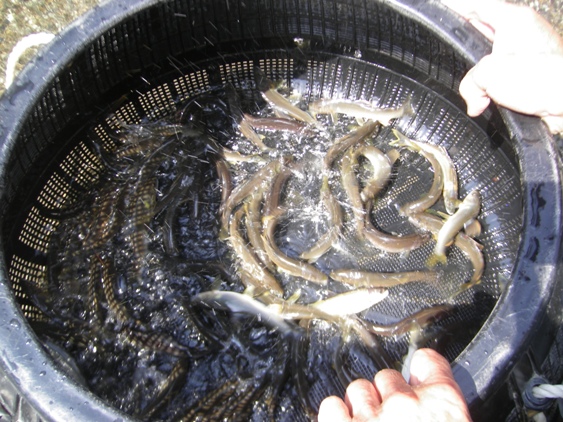 新幹線下での釣果