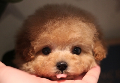 危険！お人形さん見たいなプードルちゃん！！ | トイプードル専門