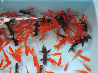 金魚、金魚