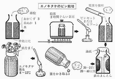 420207 エノキタケのびん栽培