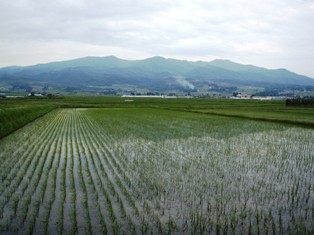 大きく、育てっ!