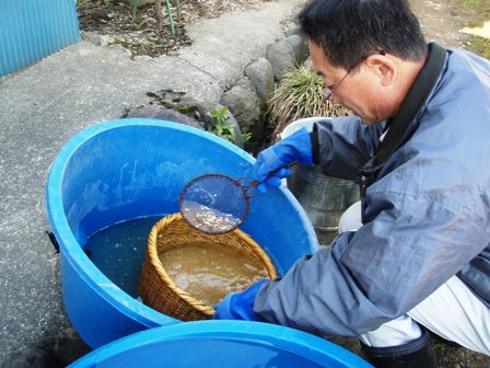2013塩水選