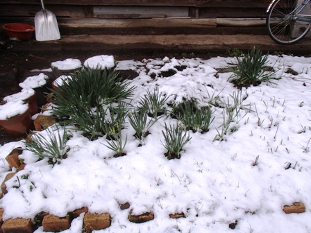 2013なごり雪