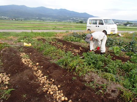 2013ジャガイモ