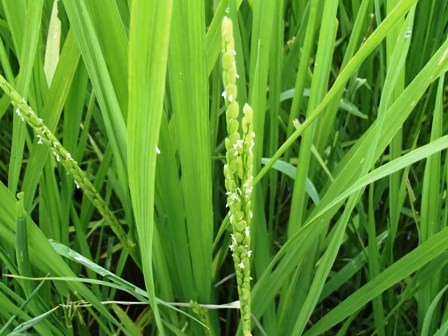 2013 開花