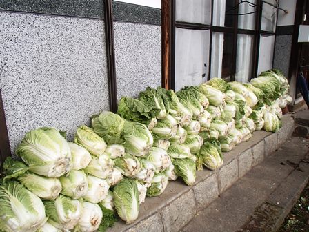 2013白菜.JPG