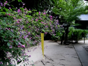 梨木神社の萩