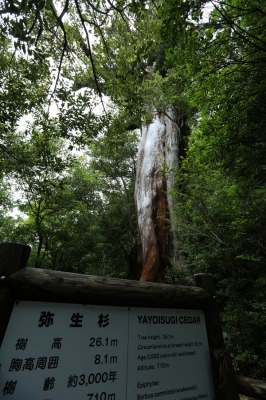 弥生杉