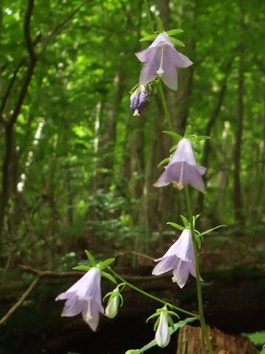 ナツボウズ お茶華として如何でしょうか （2014年07月の記事 | 森林 