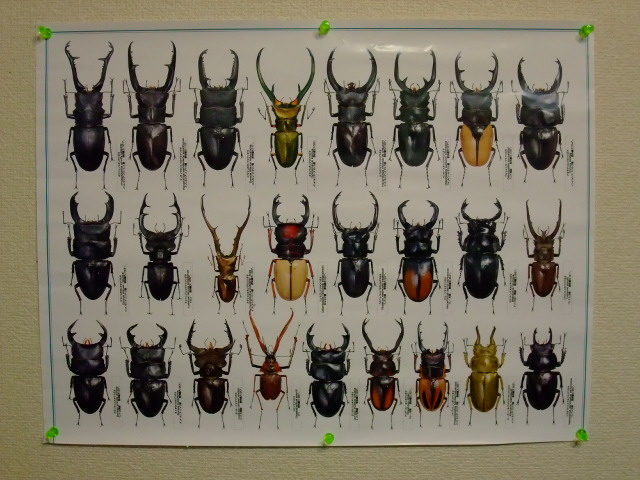 これは世界最大級のクワガタムシの写真です！ | 森林インストラクター