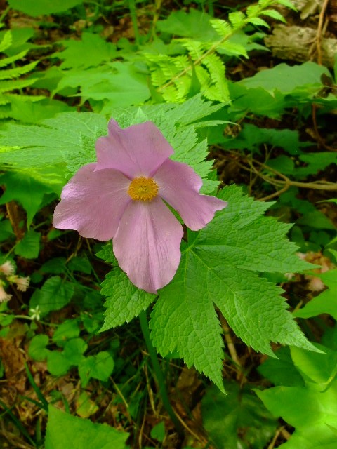 山野草　斑入り　シラネアオイ　5号B 山野草 斑入り シラネアオイ 5号B 鉢花