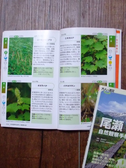 尾瀬 植物 セール 手帳