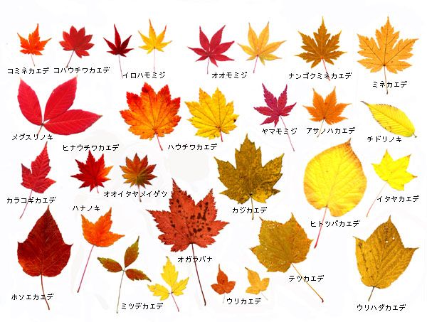 山採り天然 コハウチワカエデ、イロハ紅葉 オオハ紅葉3種混合株