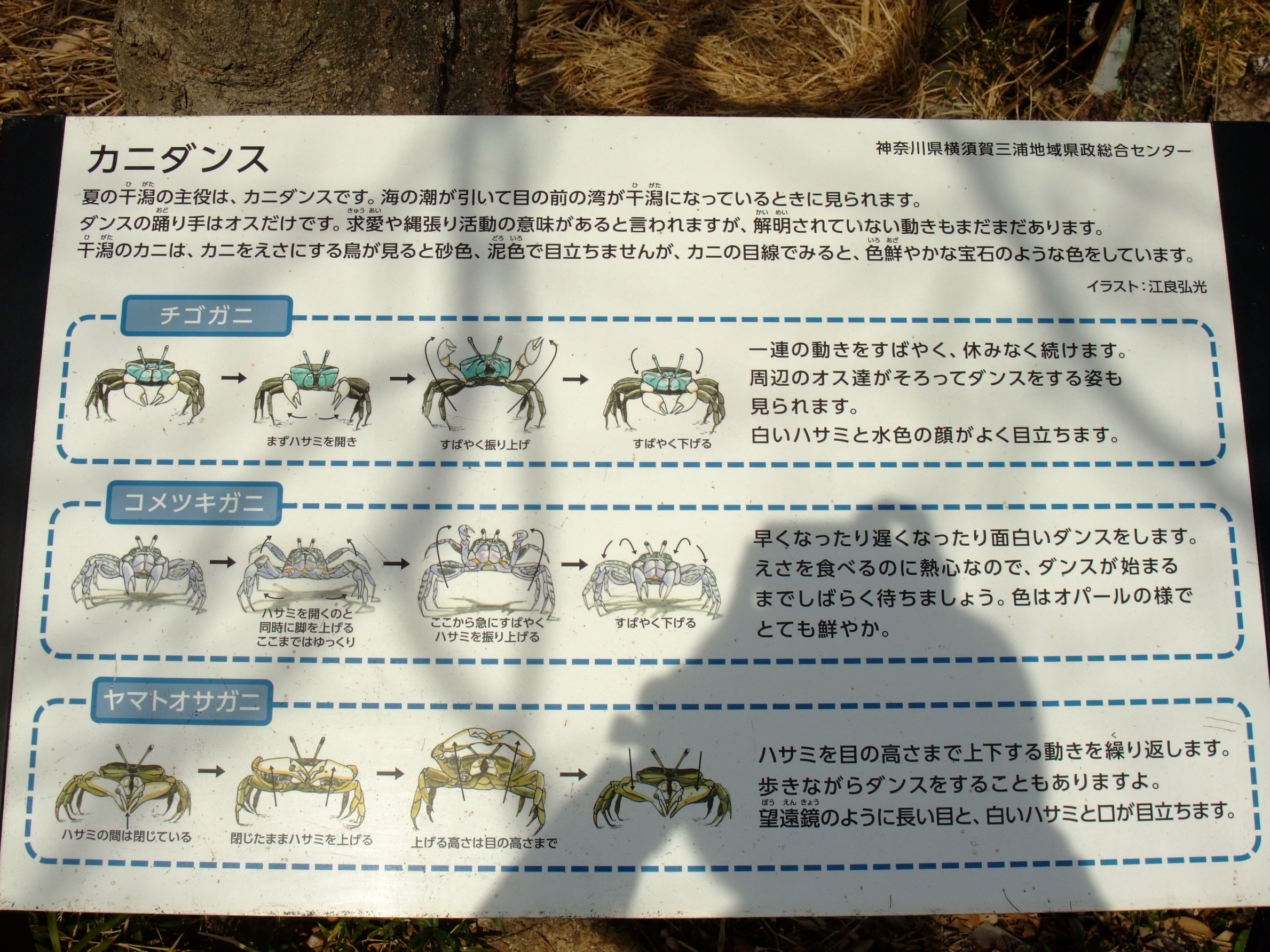 三浦半島の先端にある小網代の森に行ってきました♪ | 森林