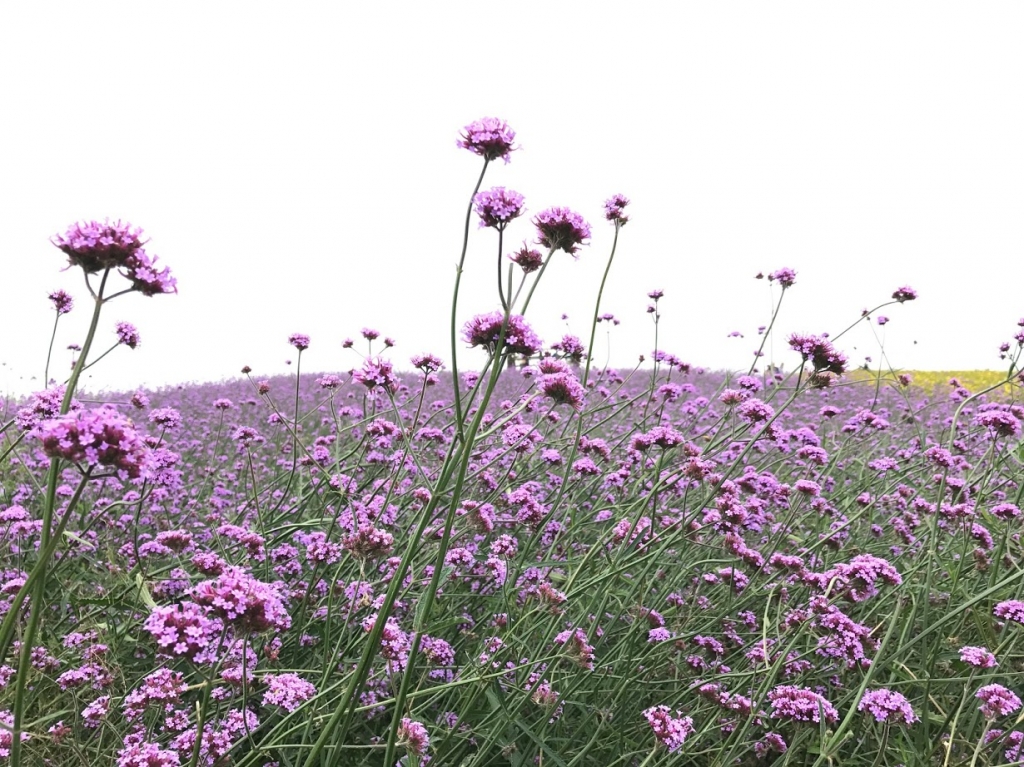 あっというまに。 ++Voice++