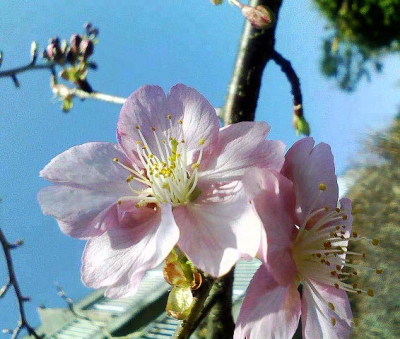 河津桜