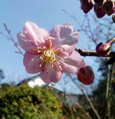 がっちゃん桜