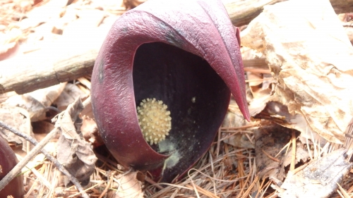 P4240013.JPG