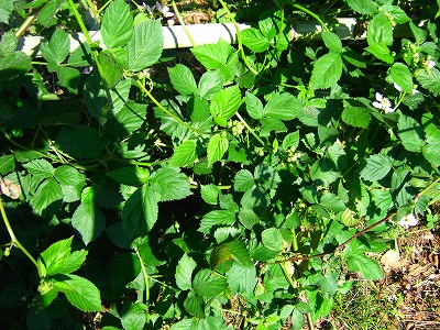 IMG_3312s.jpg
