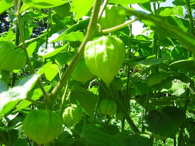 IMG_0370s.jpg