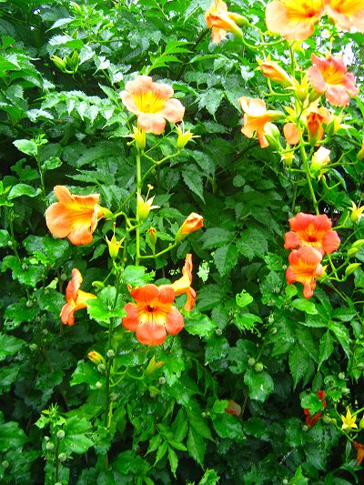 IMG_3966s.jpg