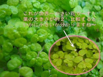 20100430_1564371.jpg