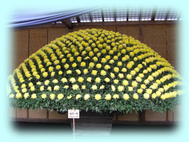 菊花壇展の大作り菊花壇。数百輪の菊花が咲いているが、これがたった一株の菊からできているとは!