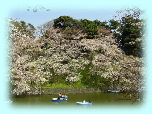 こちら側と皇居側の桜