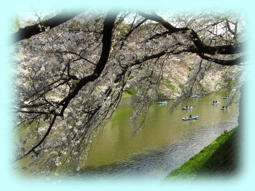 こちら側の桜越しに遊覧ボートを眺める