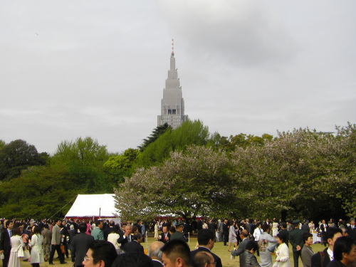 内閣総理大臣主催の桜を見る会にて、新宿御苑の桜と背景のドコモタワー