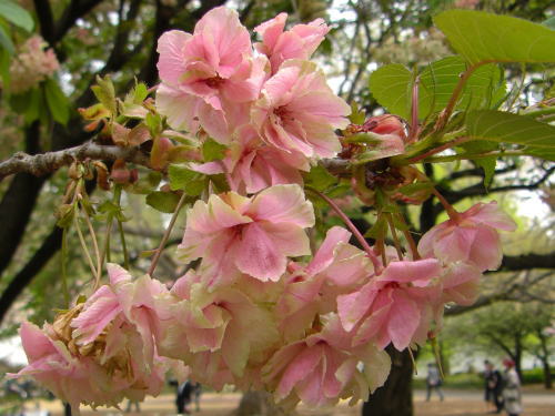 内閣総理大臣主催の桜を見る会にて、会場の新宿御苑の八重桜が満開