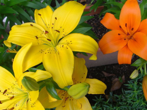 本郷構内の百合の花