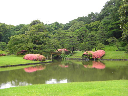 六義園の池の中の島にかかる田鶴橋の両脇のサツキ