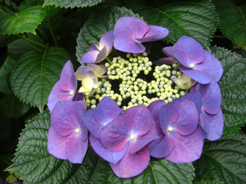六義園の紫陽花