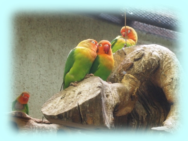 連写したバードハウスのインコ