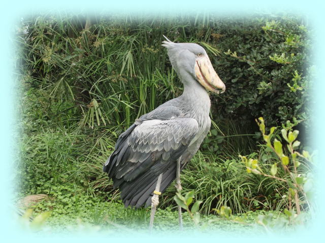 ハシビロコウ