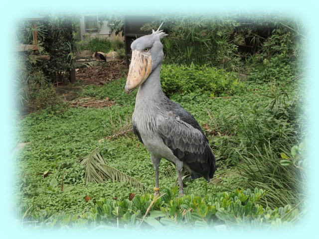 ハシビロコウ
