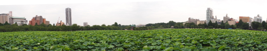 上野公園不忍池の蓮のパノラマ写真。