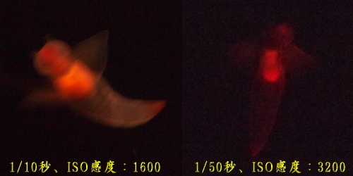 氷の妖精、クリオネ。絞り値:F5.5、シャッター速度:1/50秒、露出補正:+0.3、ISO感度:3200