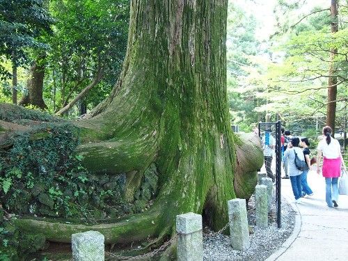 たこ杉