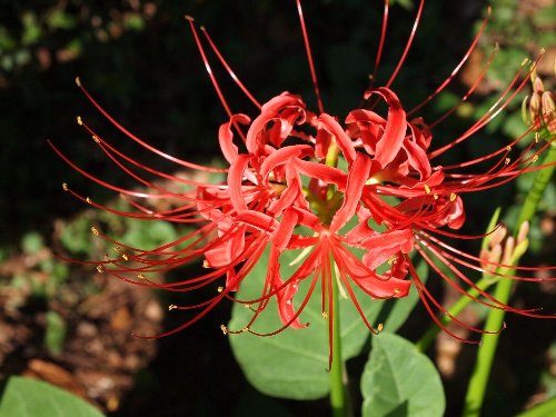神宮の彼岸花(曼珠沙華)