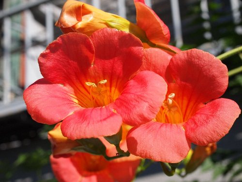ノウゼンカズラ(凌霄花)